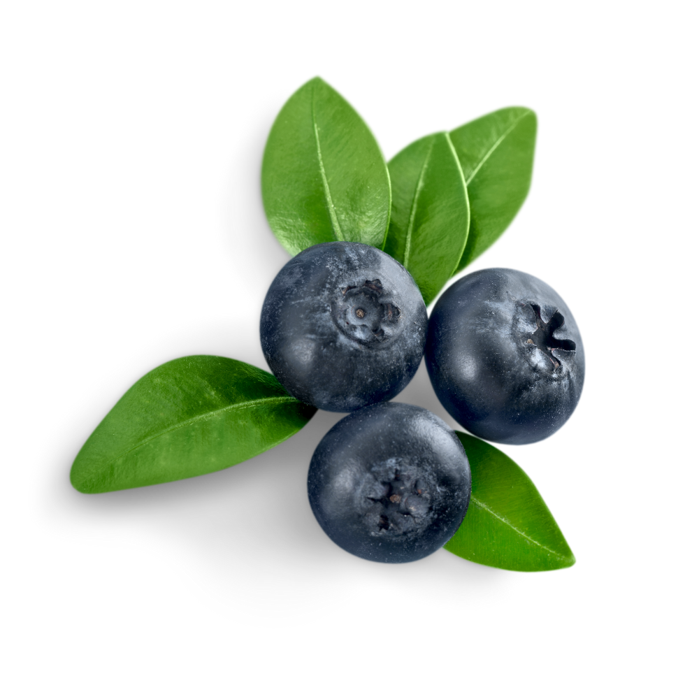 Musc Blueberry - 50ml